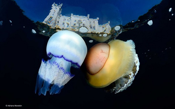 _ Adriano Morettin _ Underwater Species _ Wildlife Photographer o