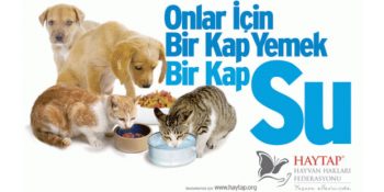 Sokak Hayvanları Hakkında Yanlış Bilinen 12 Gerçek