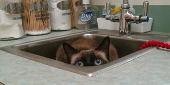 Veterinerden Dişçiden Korktuğumuz Gibi Korkan 16 Minnoş Can