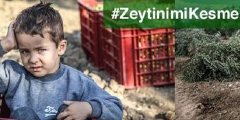 Manisa Yırca’da Zeytinliklere Dozerle Girmişler Köylüleri Dövmüşler