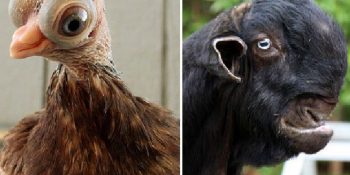 İnsan Eliyle Üretilmiş En Acayip 7 Hayvan