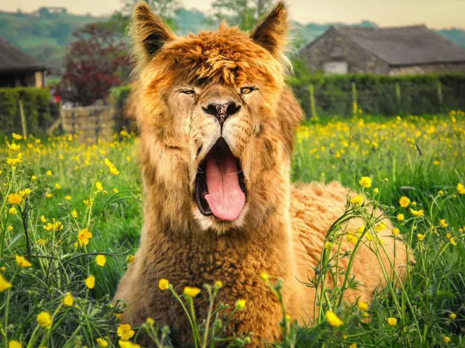 aslan-lama