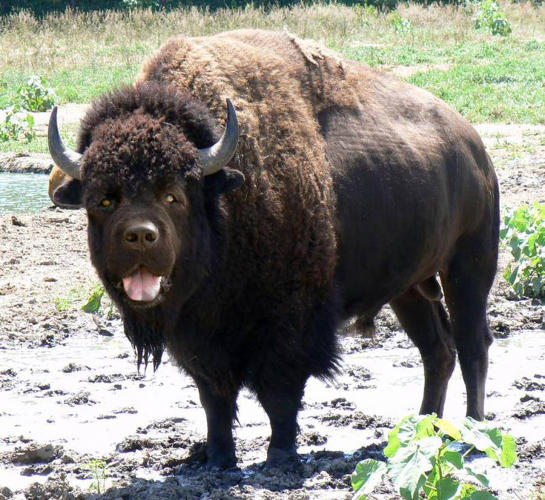 bufalo-kopek