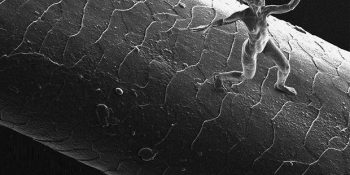 Dünyanın En Küçük İnsan Formu ve Karınca Kafasına Sığan Heykeller