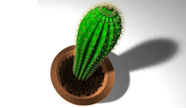 kaktus-listelist