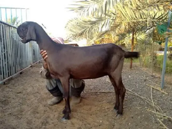 keci guzel