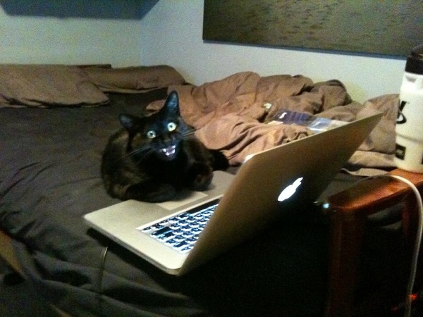 kedi-bilgisayar