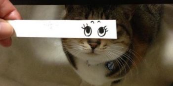 Birbirinden Sevimli 18 Fotoğrafla Yepyeni Akım: Kedi Gözü Montajı