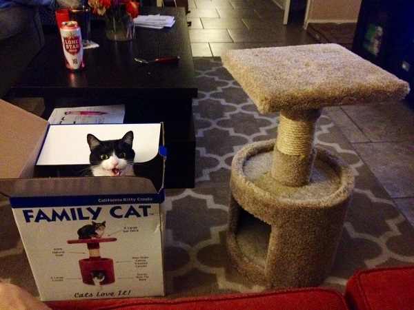 kedi-oyuncak-kutu