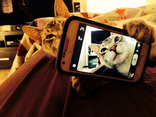 kedi-selfie