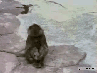 kendinden-korkan-maymun