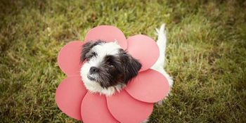 Her Köpek Sahibinin Evde Yapabileceği 9 Kolay Yaratıcı Proje