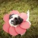 Her Köpek Sahibinin Evde Yapabileceği 9 Kolay Yaratıcı Proje