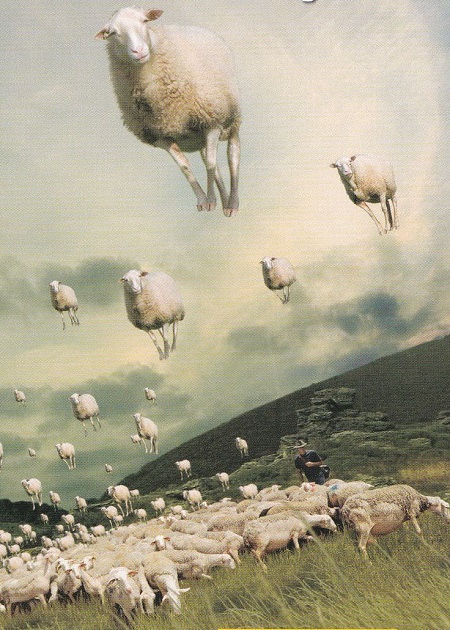 koyunlar