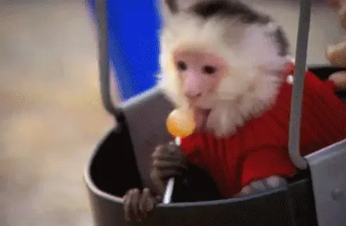 lolipop-yiyen-maymun