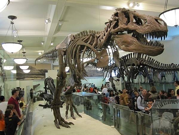 american-museum-of- natural-history