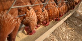 Yiyecek Üreticilerinin Bilmemizi Asla İstemediği 14 Gerçek