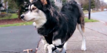 3D Yazıcıdan Çıkarılan Protez Bacaklar Sayesinde İlk Kez Koşan Köpek: Derby