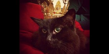 12 Game of Thrones Karakterinin Reenkarnasyon İle Kediye Dönüşmüş Hali