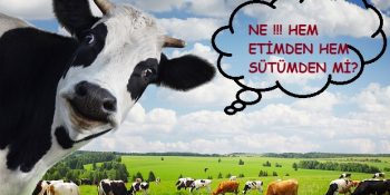 17 Süt Kokan Maddede İnek Hayvanının Dünü Bugünü