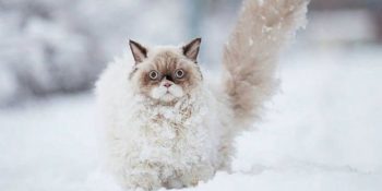 Hayatında İlk Defa Kar Gören 16 Masum ve Aşırı Sevimli Hayvan Dostumuz