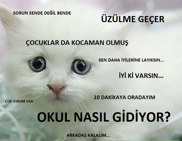 kedi-klise-sozler