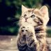 13 Uygulamalı Örnekle Kedi Dili ve Edebiyatına Giriş