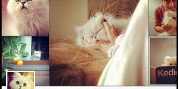 Kedi Gibi Kedi ‘Kedi Zihni’nin Sarılıp Yatmalık 26 Instagram Fotoğrafı
