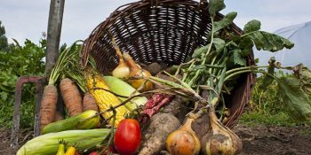 17 Maddede Organik Ürünler Hakkındaki Efsaneler ve Gerçekler