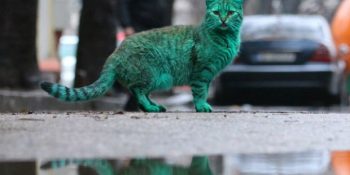 Yeni Fenomenimiz Yeşil Kedi ve Akıllara Zarar Hikayesi