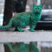 Yeni Fenomenimiz Yeşil Kedi ve Akıllara Zarar Hikayesi