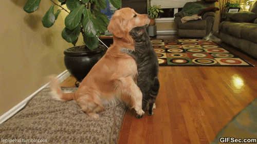 Cat-and-dog-hug
