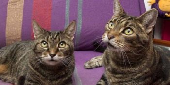 7 Minnoş Maddede Hayvan Sevgisini Abartıp İki Kedisiyle Evlenen Teyze