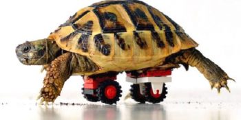 Engelli Kaplumbağa Kardeşin Lego Tekerlekleriyle 4×4 Hayata Dönüşü