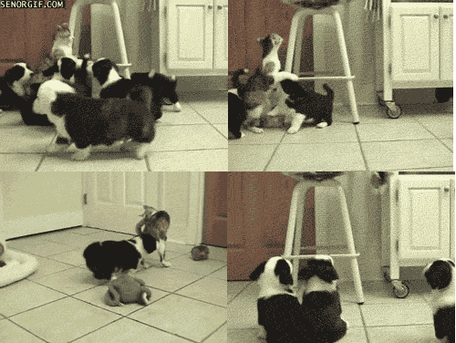 cats-dogs-fight
