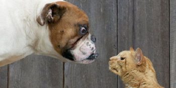 15 Maddede Artık Yeter Kediler! Söz Köpeklerin