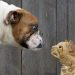 15 Maddede Artık Yeter Kediler! Söz Köpeklerin