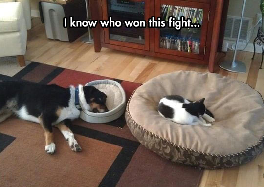 funny-dog-cat-bed-sleeping