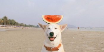 Dünyanın En Mutlu Hayvanı İle Tanışın: Kanseri Yenen Gülen Köpek Gluta’nın Harika Hikayesi