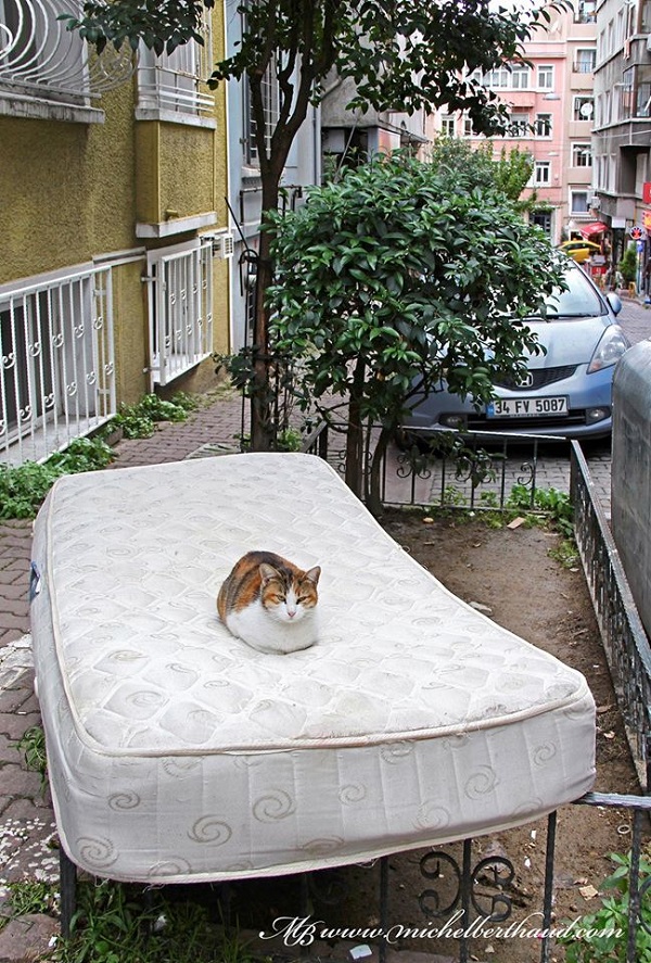 istanbul-kedileri11