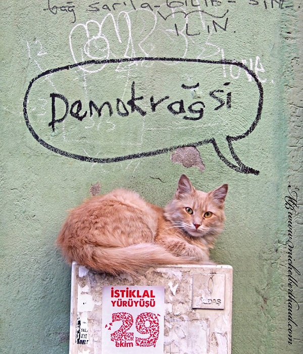 istanbul-kedileri16