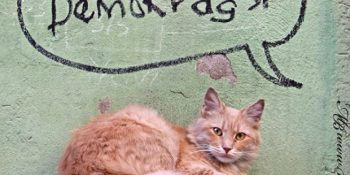 İstanbul’u İstanbul Yapan Sokak Kedilerinin Objektiflere Yakalandığı En Etkileyici 24 Fotoğraf