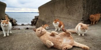 Kedim Olmadan Asla Diyenler İçin Dünyanın Dört Bir Tarafından 12 Kedi Konseptli Mekan