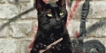 Tüm Kediler Bugün Topluca Dünyayı Terk Etse Yaşanabilecek 15 Talihsiz Hadise
