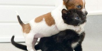 Sadece Aynı Anda Hem Kedi Hem Köpek Besleyenlerin Karşılaştıkları 16 Durum