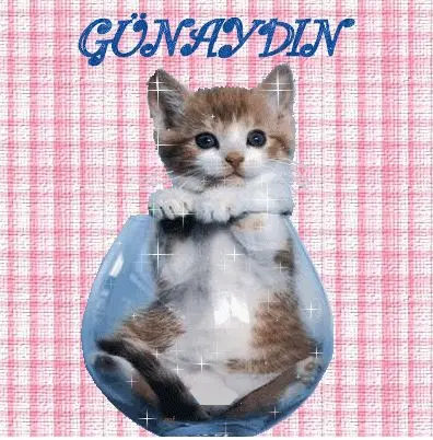 kedili-gunaydin-postu