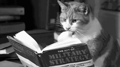 kitap-okuyan-kedi