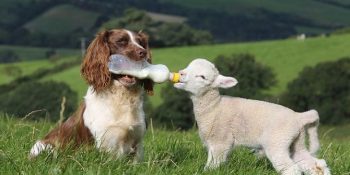 Keşke Bizi De Aralarına Alsalar Dediğimiz 31 Harika Hayvan Dostluğu Hikayesi