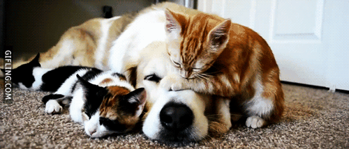 love-between-dogs-and-cats-gif