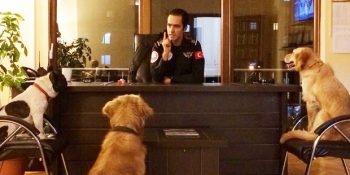 Sevinçten Göz Yaşartan Haber: ‘Maltepe Belediyesi’nin Sokağa Terk Edilen 3 Köpeği İşe Alması’